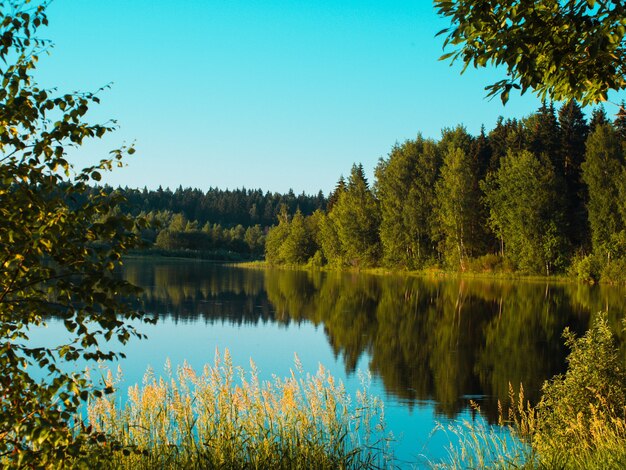 Bela paisagem de verão de um lago ensolarado na floresta