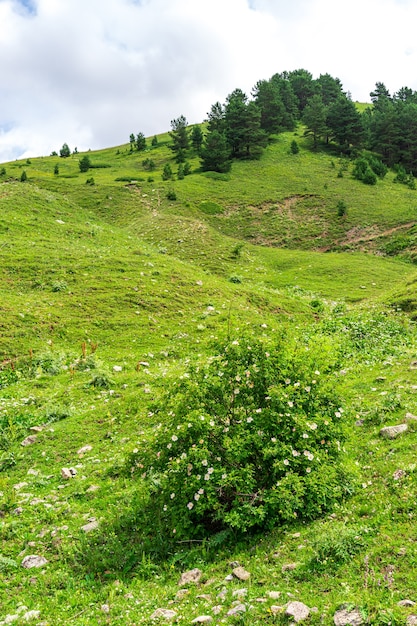 Bela paisagem de verão em Savsat, província de Artvin, Turquia