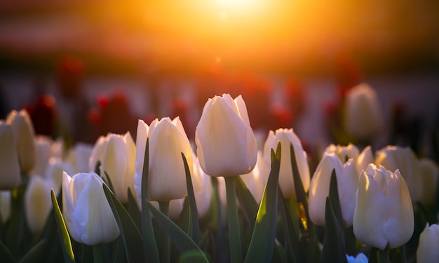 Bela paisagem de verão, tulipas brancas florescendo ao pôr do sol