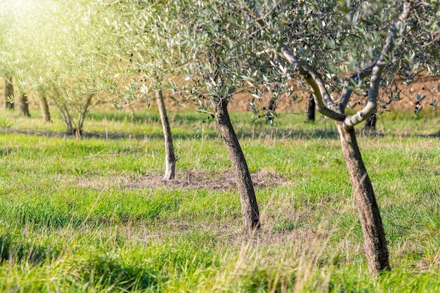 Bela paisagem do nascer do sol da colheita de plantação de oliveiras Campo de oliveiras mediterrâneo com oliveira velha Indústria de produtos hortícolas Natureza sazonal