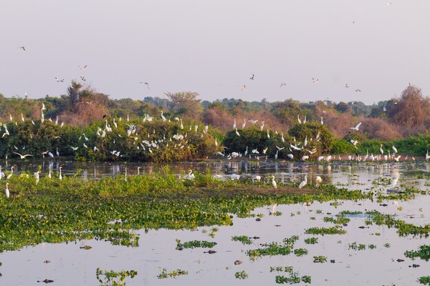 Bela paisagem do Pantanal, América do Sul, Brasil. Natureza e vida selvagem ao longo da famosa estrada de terra Transpantaneira.