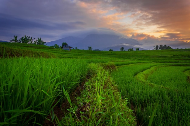 Bela paisagem indonésia vista matinal nos campos de arroz verde