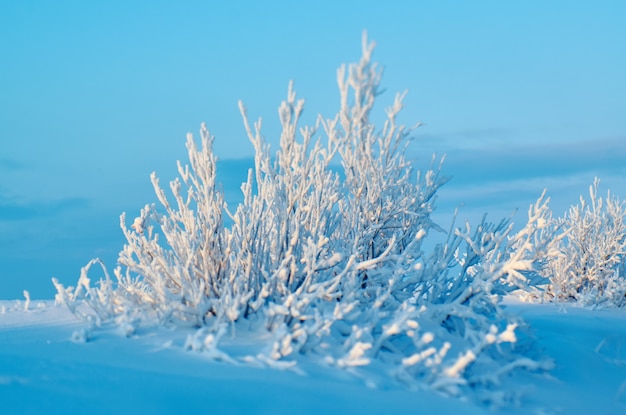 Bela paisagem, inverno com pinhal