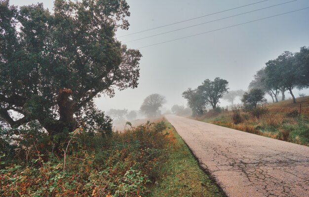 Foto bela paisagem mística com nevoeiro no outono