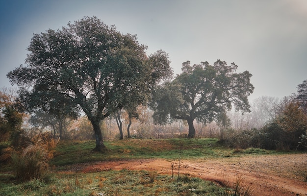 bela paisagem mística com nevoeiro no outono