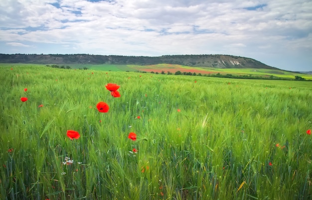 Bela paisagem montanhosa com campo e papoilas vermelhas.