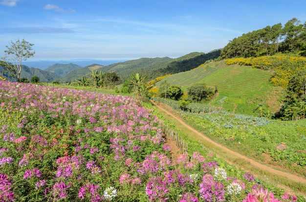 Bela paisagem montanhosa com flor de flor de aranha na Tailândia