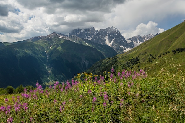 Bela paisagem montanhosa com um prado de flores