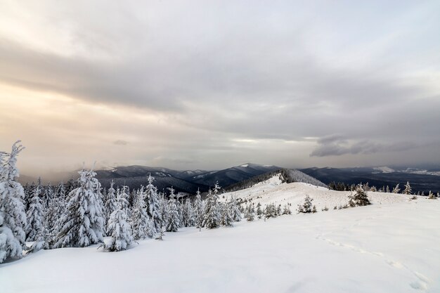 Bela paisagem montanhosa de inverno. Árvores altas de abetos verdes escuros cobertas de neve nos picos das montanhas e o fundo do céu nublado.