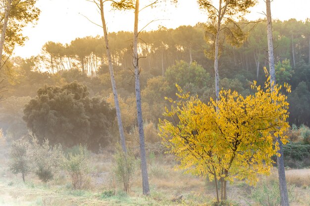 Bela paisagem montanhosa de outono com árvores douradas coloridas