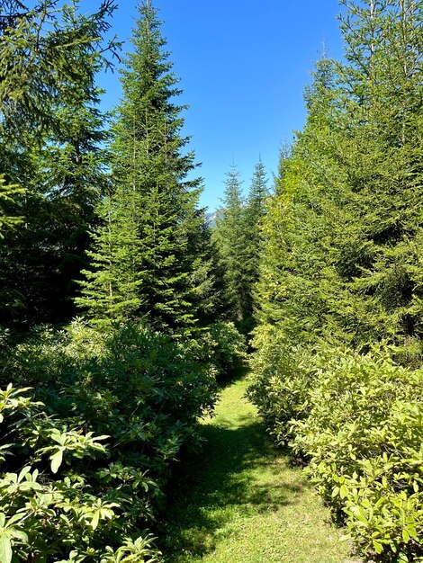 Foto bela paisagem montanhosa e floresta verde em tempo ensolarado