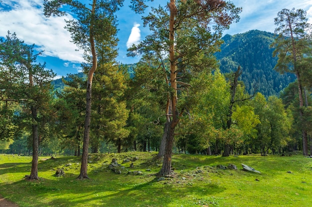 Bela paisagem montanhosa, floresta e nuvens