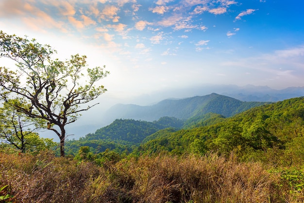 bela paisagem natureza de manhã planta verde e árvore na montanha da floresta tropical na primavera