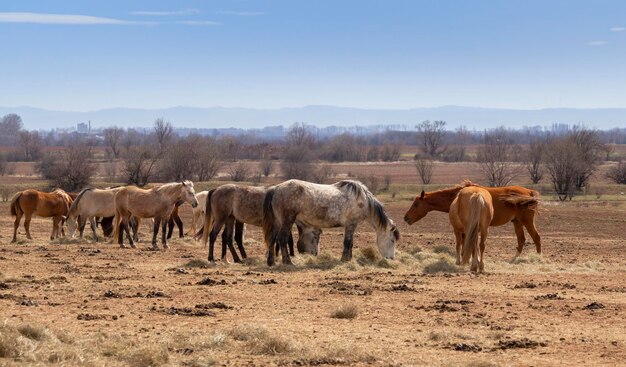 bela paisagem o rebanho de cavalos pastando no campo na fazenda rural Bulgária