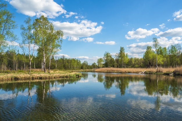 Bela paisagem russa com bétulas à beira da lagoa
