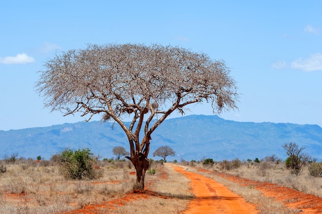 Bela paisagem sem árvore ninguém na África