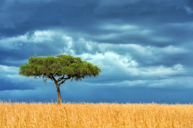 Bela paisagem sem árvore ninguém na África