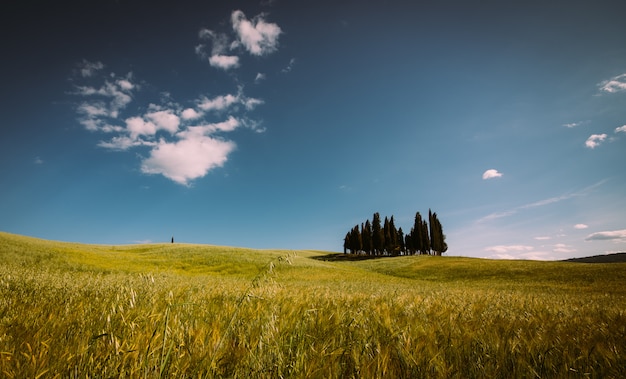 Bela paisagem Toscana com a madeira de cipreste