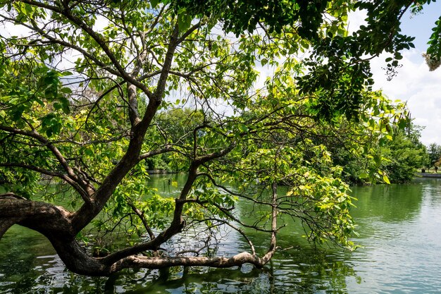 Foto bela paisagem verde com um lago calmo em um dia ensolarado