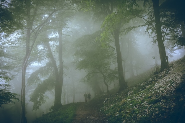 Bela paisagem verde de madeira enevoada