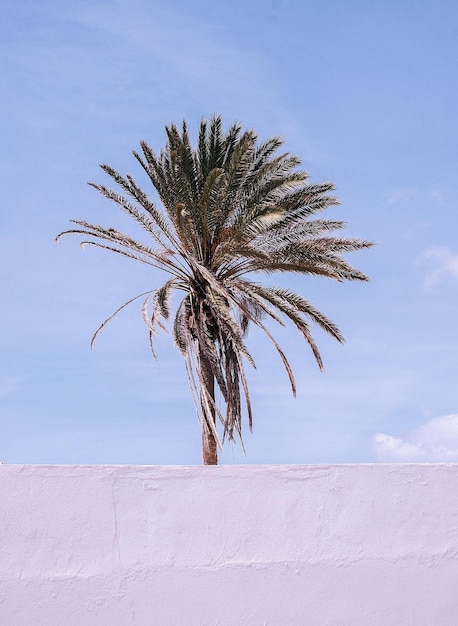 Bela palmeira de localização mínima das Canárias Papel de parede estético elegante de viagem