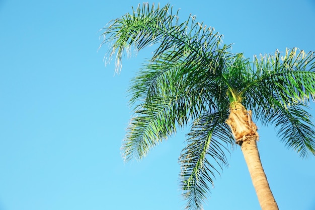 Bela palmeira tropical com folhas verdes no fundo do céu azul