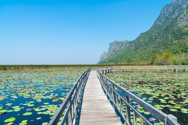 bela passagem de madeira em Sam Roi Yot Freshwater Marsh ou Bueng Bua Khao Sam Roi Yot National Park na Tailândia