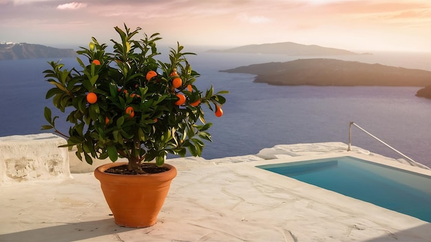 Bela planta de laranja em uma panela em uma varanda de pedra branca em uma ilha grega