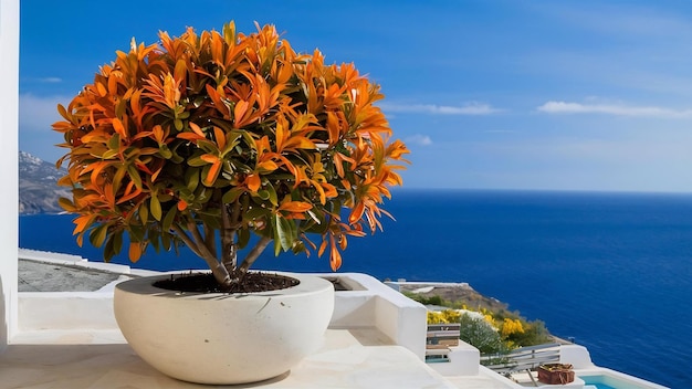 Bela planta de laranja em uma panela em uma varanda de pedra branca em uma ilha grega