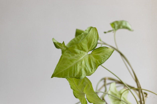 Bela planta de liana de syngonium contra uma parede branca vazia de fundo cinza e espaço de cópia