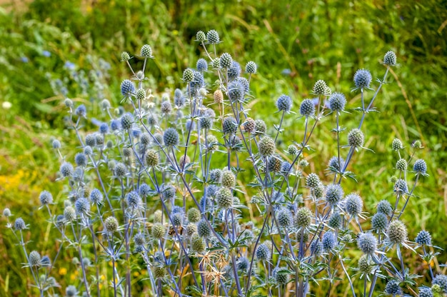 Bela planta europeia de crescimento selvagem de folhas planas e de cabeça azul com espinhos