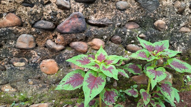 bela planta frondosa com fundo de parede de pedra