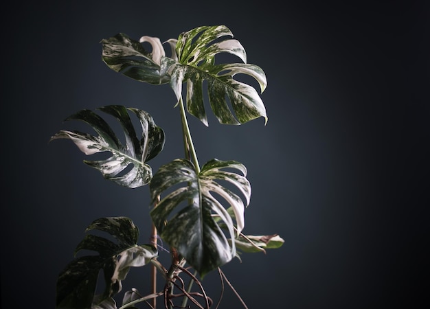 bela planta monstro em um interior escuro