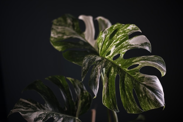 bela planta monstro em um interior escuro