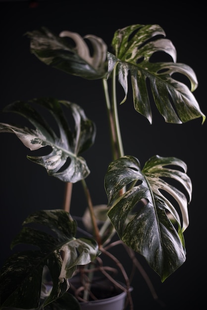 Foto bela planta monstro em um interior escuro