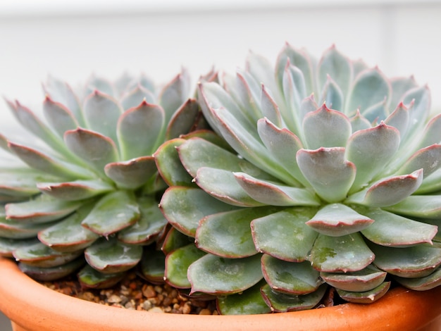 Bela planta suculenta em estufa