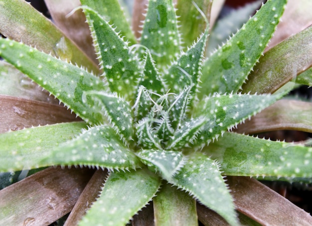 Bela planta suculenta em estufa