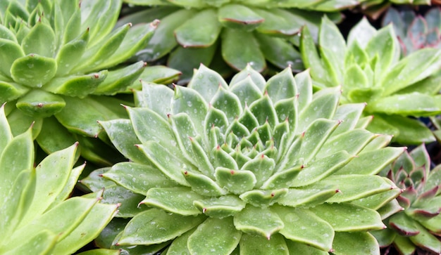 Bela planta suculenta em estufa