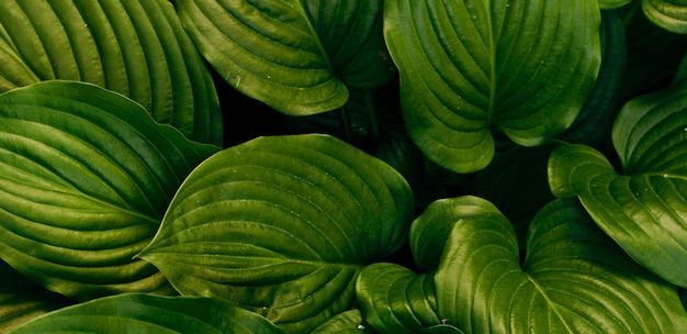bela planta verde natural