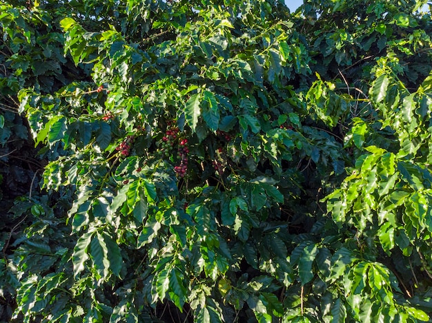 Bela plantação de café, grãos nos galhos.