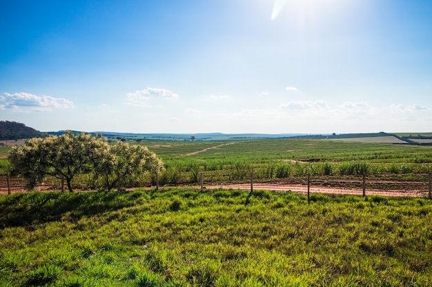 Bela plantação rural de fazenda de cana-de-açúcar com céu azul em um dia ensolarado