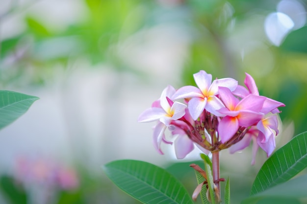 Bela plumeria flor no jardim