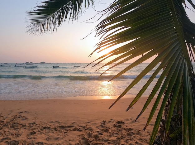 Bela praia ao pôr do sol com folhas de palmeiraxA