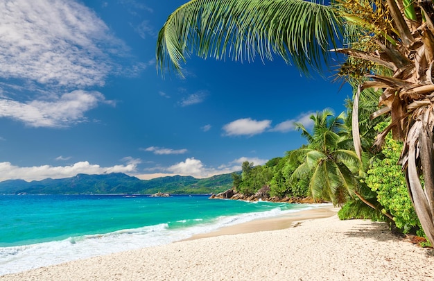 Bela praia de Anse Soleil com palmeira em Seychelles