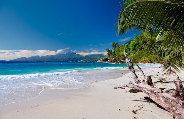 Bela praia de Anse Soleil com palmeira em Seychelles