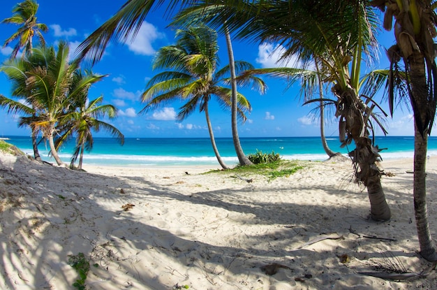 Bela praia e mar tropical