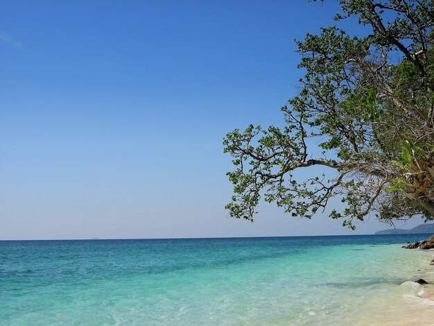 Bela praia tropical, mar azul e verde árvore sob céu azul no horário de verão