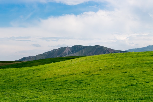 Bela primavera e verão paisagem.