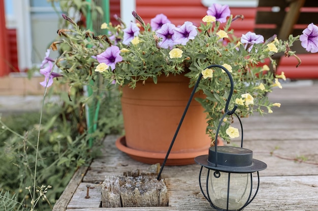 Bela primavera fresca desabrochando flores diferentes em vasos de barro, ficar no canteiro de flores no pátio ao ar livre ou no quintal. conceito de jardinagem e paisagismo