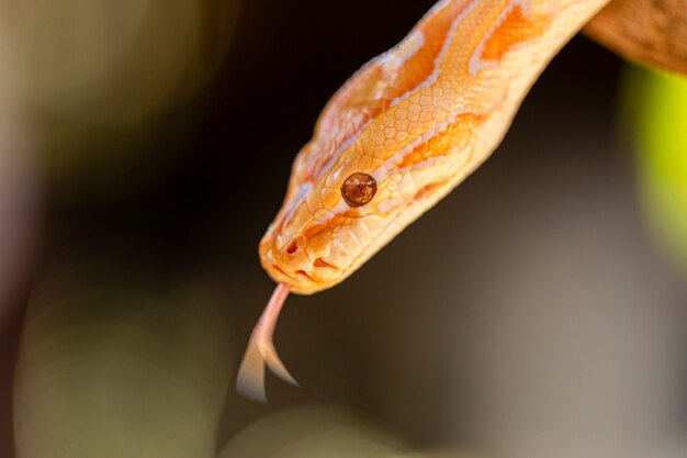 Bela python molurus albina no galho de árvore.